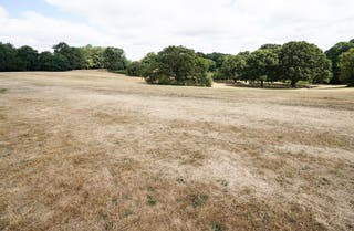 Dry grass in Laindon Hills, Basildon, Essex.